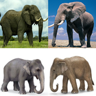 Elephant Jeu de mémoire icône