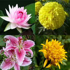 Flower Memory Game আইকন