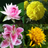 Flower Memory Game APK
