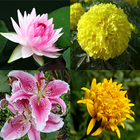 Flower Memory Game icon
