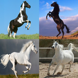 Horses Memory Game icon