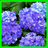 Hydrangea Memory Game APK