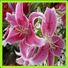 Lily Memory Game icon