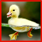 Little Duck Memory Game icon