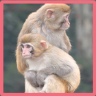 Monkey Memory Game icon