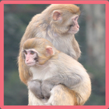 Monkey Memory Game