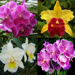 Orchid Memory Game