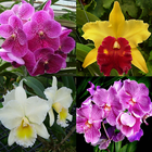 Orchid Memory Game icon