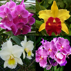 Icona Orchid Memory Game