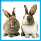 Rabbit Memory Game icon