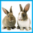Rabbit Memory Game APK