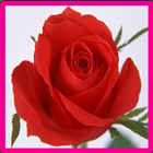 Rose Memory Game آئیکن