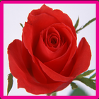 Rose Memory Game ikona