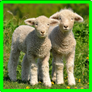 Sheep Memory Game APK