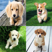 Dog Match Game APK