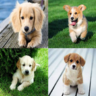 Dog Match Game icon
