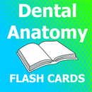 Dental Anatomy Flashcards APK