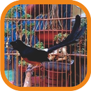 Master Kicau Murai Batu Mp3 Offline APK