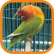 Masteran Lovebird Ngekek Juara Offline