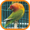 Masteran Lovebird Ngekek Juara Offline APK