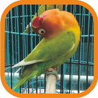 Masteran Lovebird Ngekek Juara أيقونة