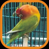 Masteran Lovebird Ngekek Juara โปสเตอร์