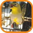 Kicau Master Pleci Offline