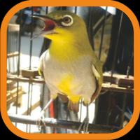 Kicau Master Pleci Offline الملصق