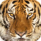 Wildlife Quest Ultimate Tiger أيقونة