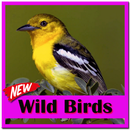 The Singing of the Wild Bird APK