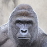 Your Personal Harambe