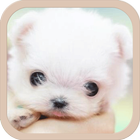 Pets Ringtones Zeichen