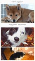 A Dog Picture Per Day Affiche