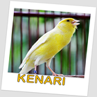 Kenari Kicau Master icono