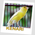Kenari Kicau Master icône