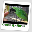 Cucak ijo Kicau Burung MP3