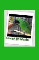 Cucak ijo Kicau Burung MP3 Ekran Görüntüsü 1