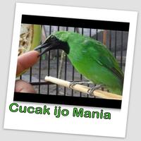 Cucak ijo Kicau Burung MP3 স্ক্রিনশট 3