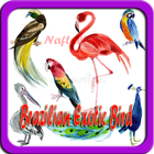 Brazilian Exotic Bird Offline ไอคอน