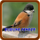 Masteran Burung Cendet Offline APK