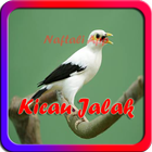 Kicau Burung Jalak Offline 圖標