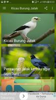 Kicau Burung Jalak Offline 截圖 1