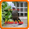Canto do Jacu Offline