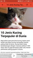 Suara Kucing Lucu NEW imagem de tela 3