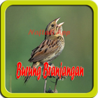 Icona Terapi Burung Branjangan New