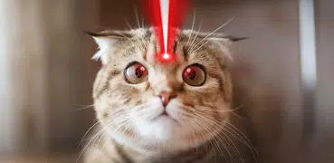 laser per il gatto scherzo