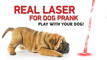Real laser for dog prank poster