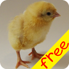 Baby Animal Farm (Free) icône