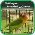 Tips Lovebird Juara Lomba