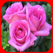 Various types of roses